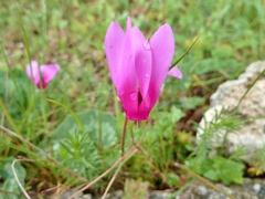 Cyclamen repandum