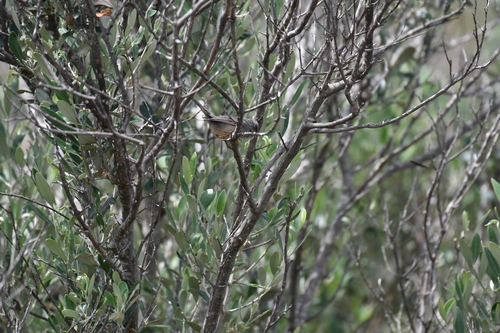 Balearic Warbler (Curruca balearica), photo 5