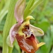 Ophrys fuciflora biancae - Photo (c) Thibaud Aronson, some rights reserved (CC BY-SA), uploaded by Thibaud Aronson