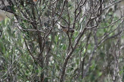 Balearic Warbler (Curruca balearica), photo 6