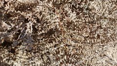 Pellaea mucronata mucronata