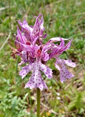 Neotinea tridentata commutata