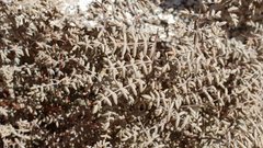 Pellaea mucronata mucronata