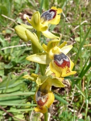 Ophrys sicula