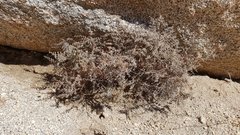 Pellaea mucronata mucronata