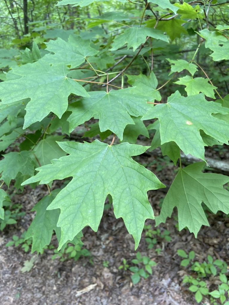 maples from OzarkSt. Francis National Forests, Pettigrew, AR, US on