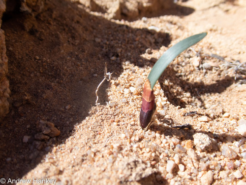 Hessea breviflora