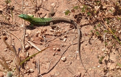 Podarcis waglerianus