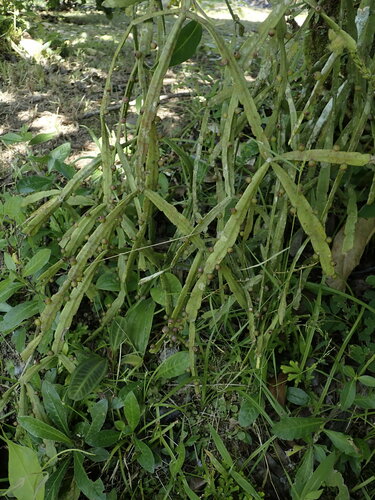 Image of Rhipsalis micrantha by (c) Nolan Exe, some rights reserved (CC BY)