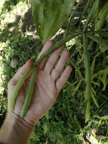 Image of Rhipsalis micrantha by (c) Nolan Exe, some rights reserved (CC BY)