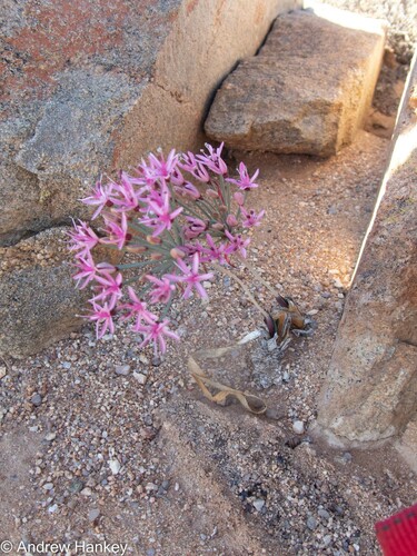 Hessea breviflora