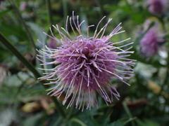 Cirsium nipponicum incomptum