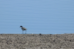 Erythrogonys cinctus