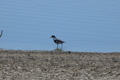 Erythrogonys cinctus