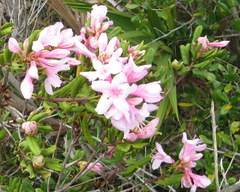 Rhododendron chapmanii
