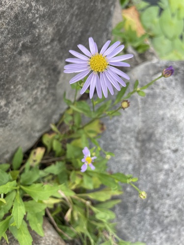Aster indicus iNat (1)