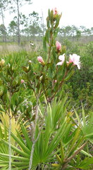 Rhododendron chapmanii
