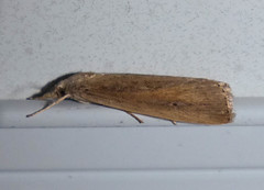 Thopeutis forbesellus