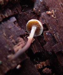 Xeromphalina cauticinalis pubescentipes