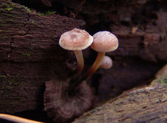 Xeromphalina cauticinalis pubescentipes