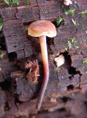 Xeromphalina cauticinalis pubescentipes