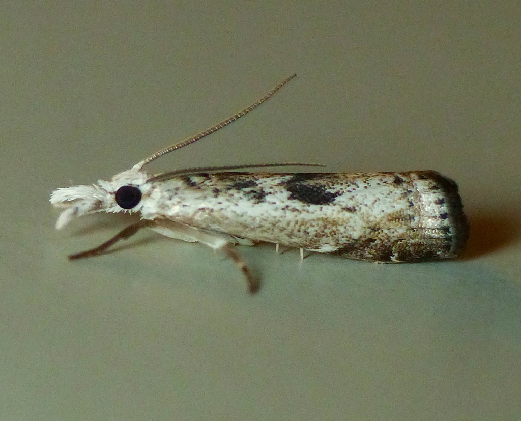 Minor Grass-veneer