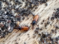 Mesites pallidipennis
