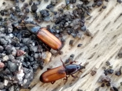 Mesites pallidipennis