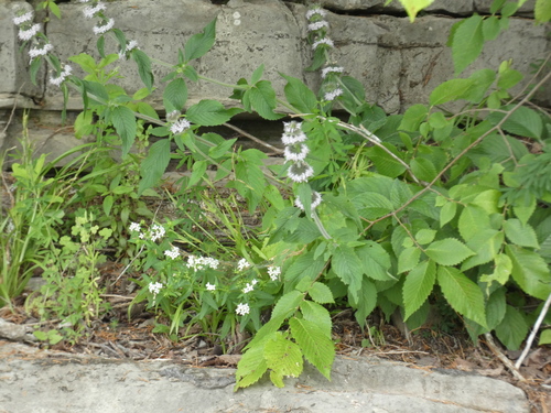 Image of Blephilia woffordii by (c) Alaina Krakowiak, some rights reserved (CC BY)