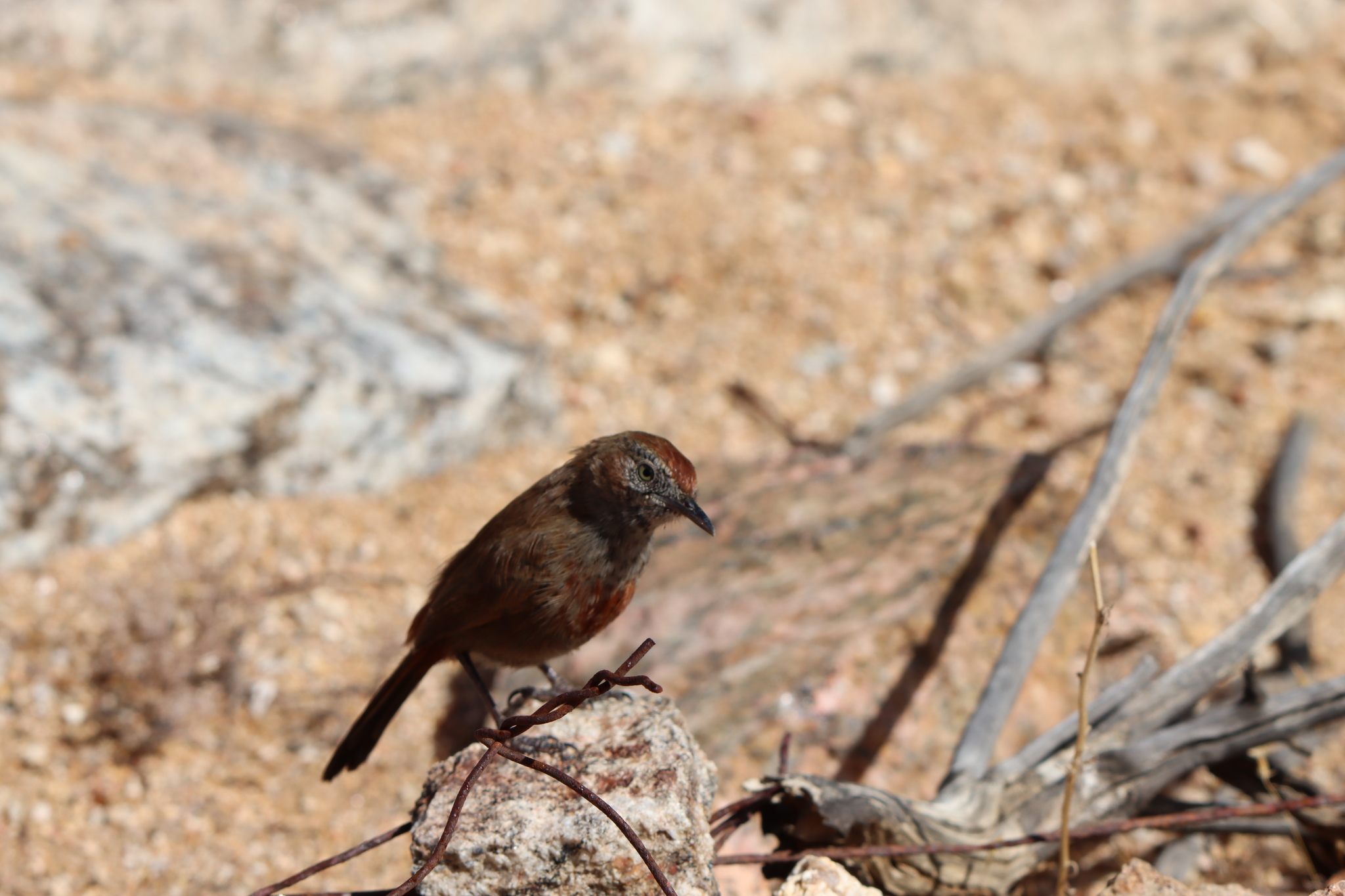 Cinnamon-breasted Warbler (Euryptila subcinnamomea), photo 9