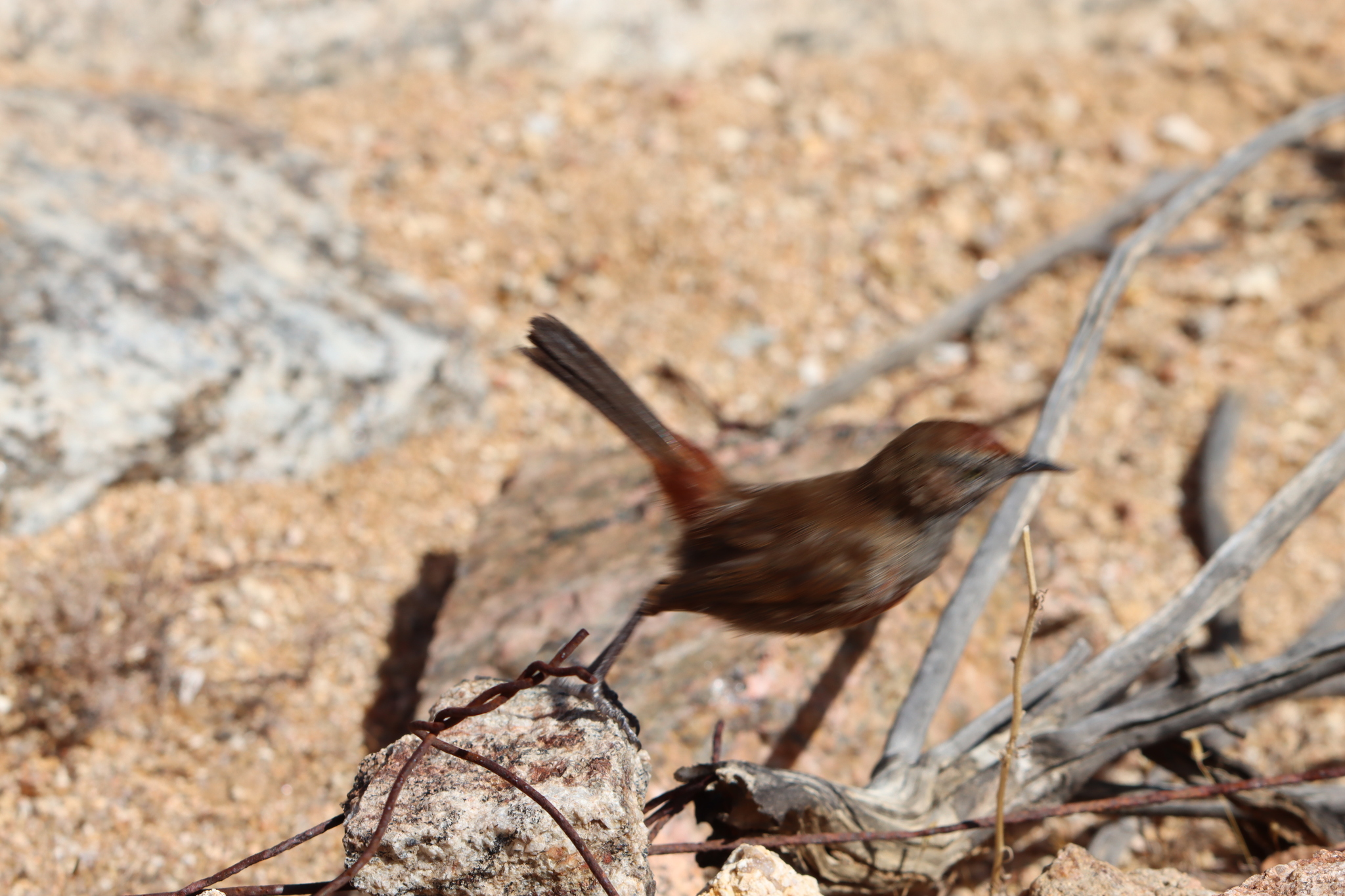Cinnamon-breasted Warbler (Euryptila subcinnamomea), photo 8