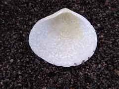 Pseudarcopagia disculus