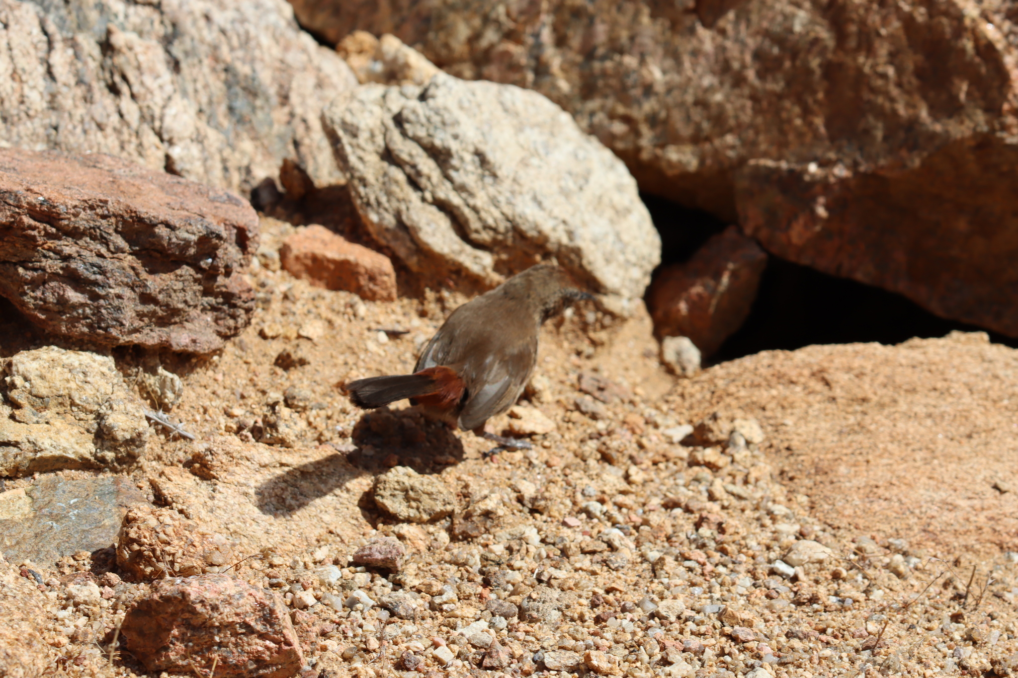 Cinnamon-breasted Warbler (Euryptila subcinnamomea), photo 10
