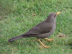 Turdus chiguanco