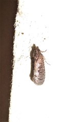 Cryptaspasma querula