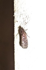 Cryptaspasma querula