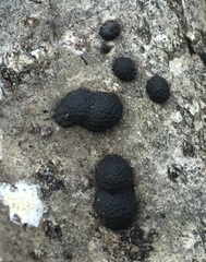 Annulohypoxylon annulatum