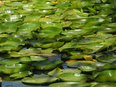 Elaphe quatuorlineata