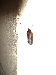 Cryptaspasma querula