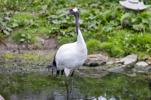 Red-crowned Crane (Grus japonensis) · iNaturalist