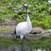 Red-crowned Crane - Photo (c) Mark Sikking, some rights reserved (CC BY-NC-ND), uploaded by Mark Sikking