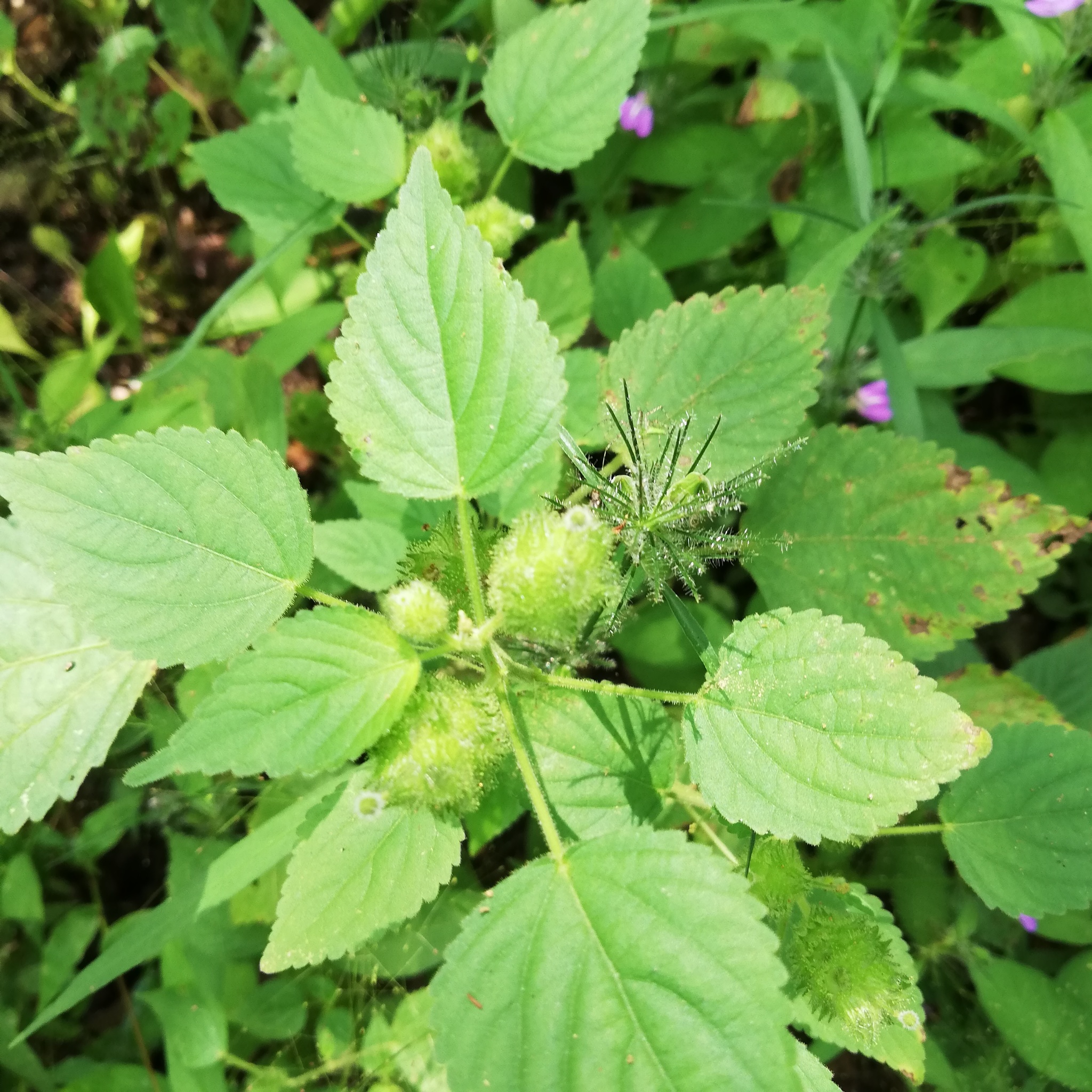Acalypha havanensis