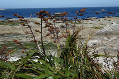 Phormium cookianum hookeri
