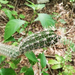 Acanthocereus oaxacensis