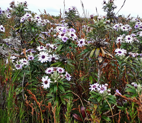 Macrolearia semidentata, photograph 5