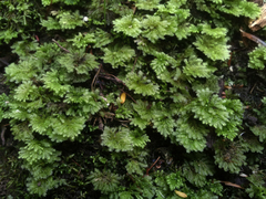 Hypopterygium didictyon