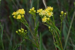 Solidago × krotkovii