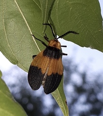Lycus sallaei