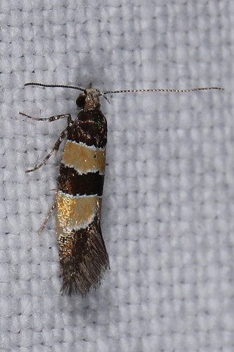 Goidanichiana jourdheuillella