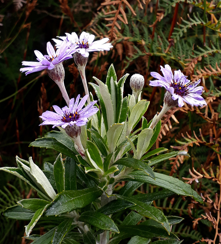 Macrolearia semidentata, photograph 6